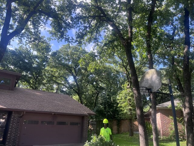 Viva Green crew member working under mature oak tree canopy